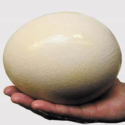 Ostrich-egg