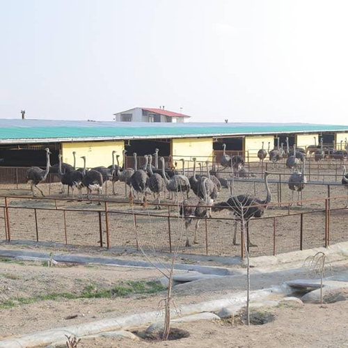 Ostrich-farm03