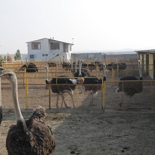 Ostrich-farm04