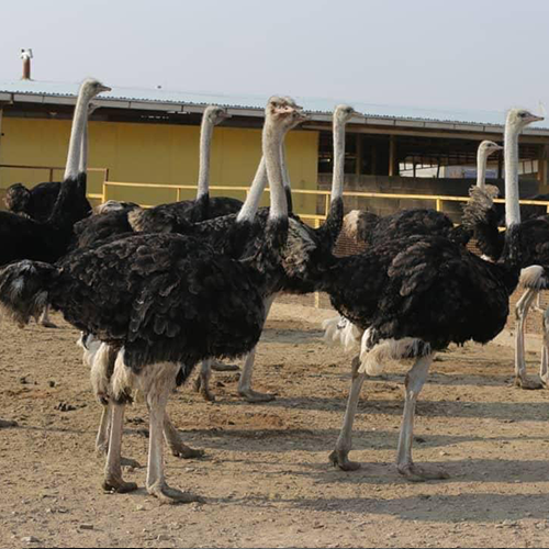 Ostrich-farm05