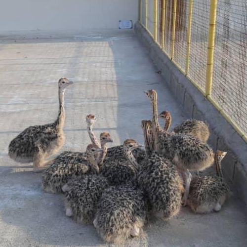 Ostrich-farm06