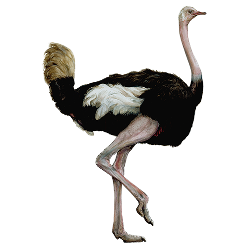 Ostrich01